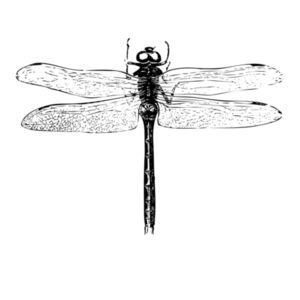 Dragonfly - Womens Crop Long Sleeved Tee Design