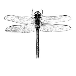 Dragonfly - Womens Yes Racerback Singlet Design