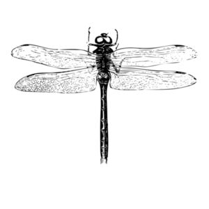 Dragonfly - Womens Chloe V-Neck Tee Design