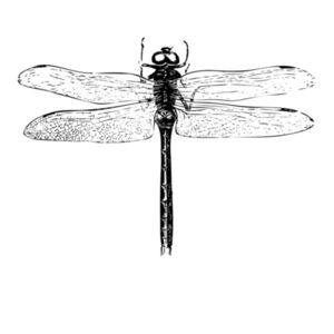 Dragonfly - Womens Silhouette Tee Design