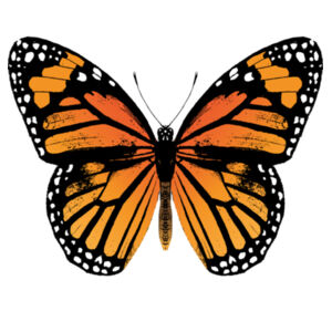 Monarch Butterfly - Womens Stacy Tee Design