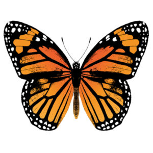 Monarch Butterfly - Puzzle  Design