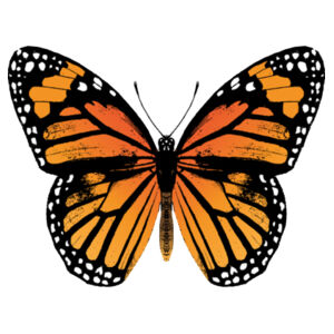 Monarch Butterfly - Mug Design