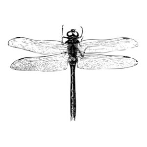 Dragonfly - Can Cooler Wrap Design