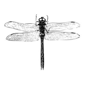 Dragonfly - Coaster - Round Hardboard Design